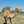 * Brown Light (120) - Summer Land Camels