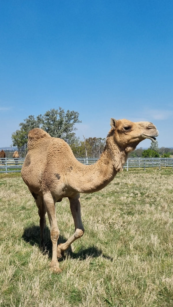 * Brown Light (120) - Summer Land Camels