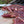 Camel Steak - Summer Land Camels