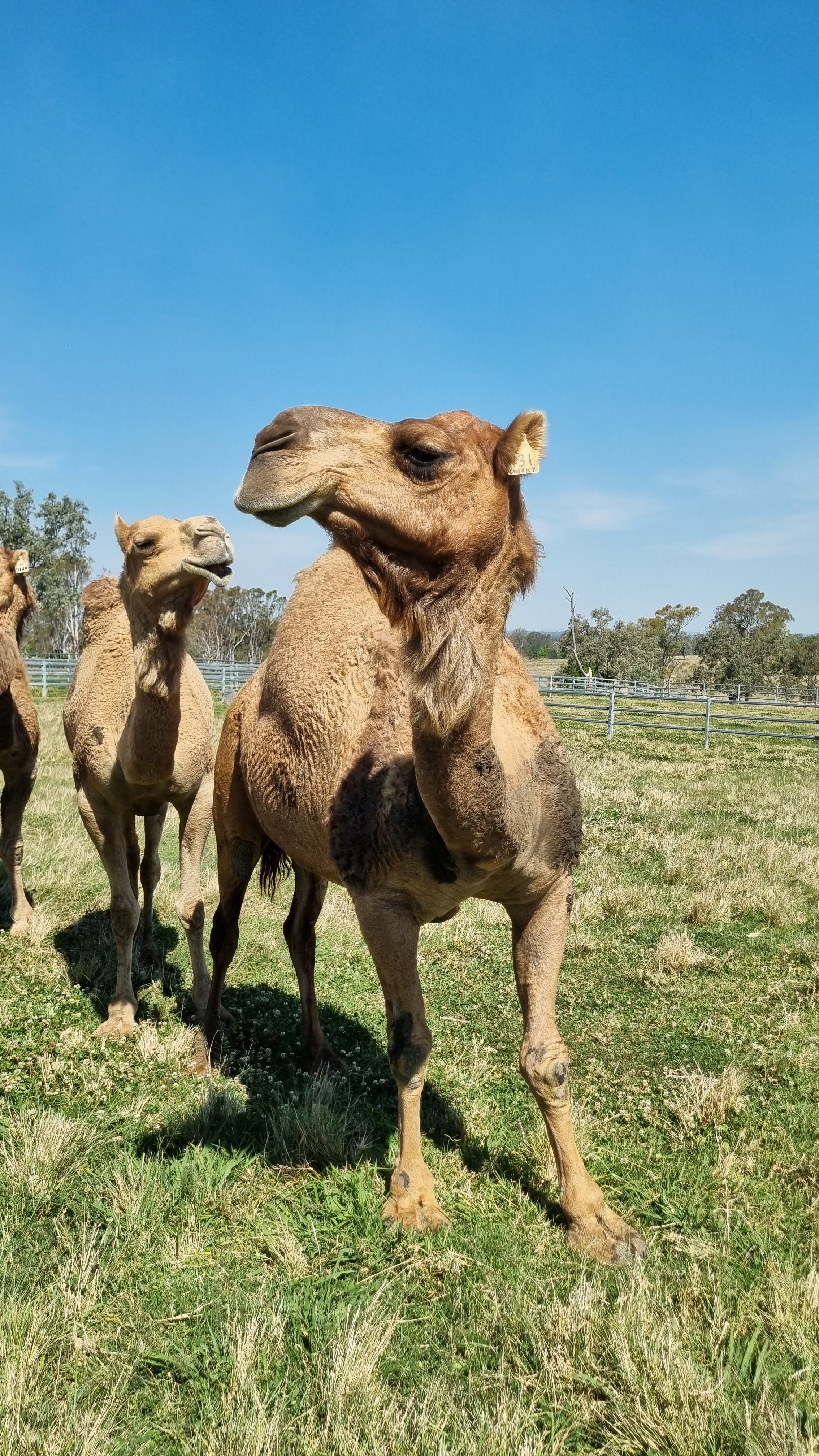 * Cheeky (131) - Summer Land Camels