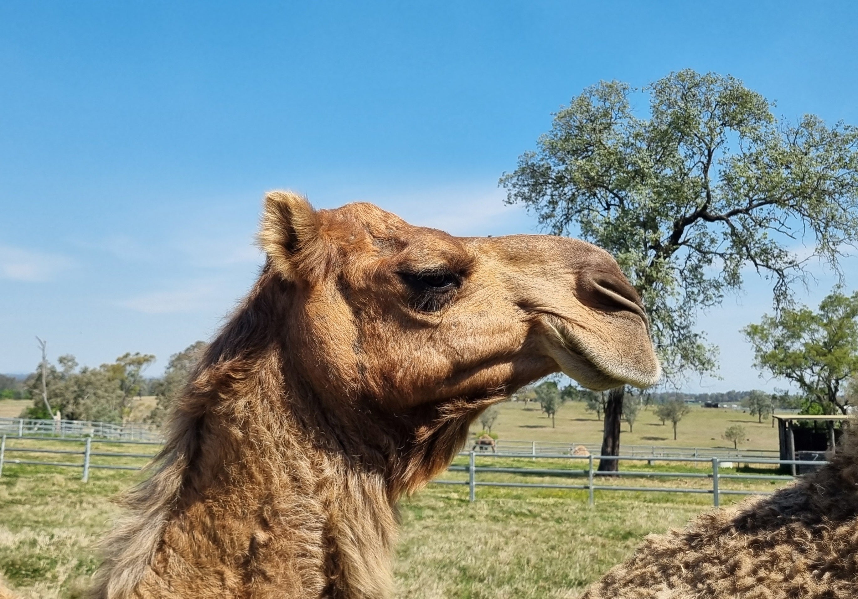* Cheeky (131) - Summer Land Camels