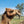 * Cheeky (131) - Summer Land Camels
