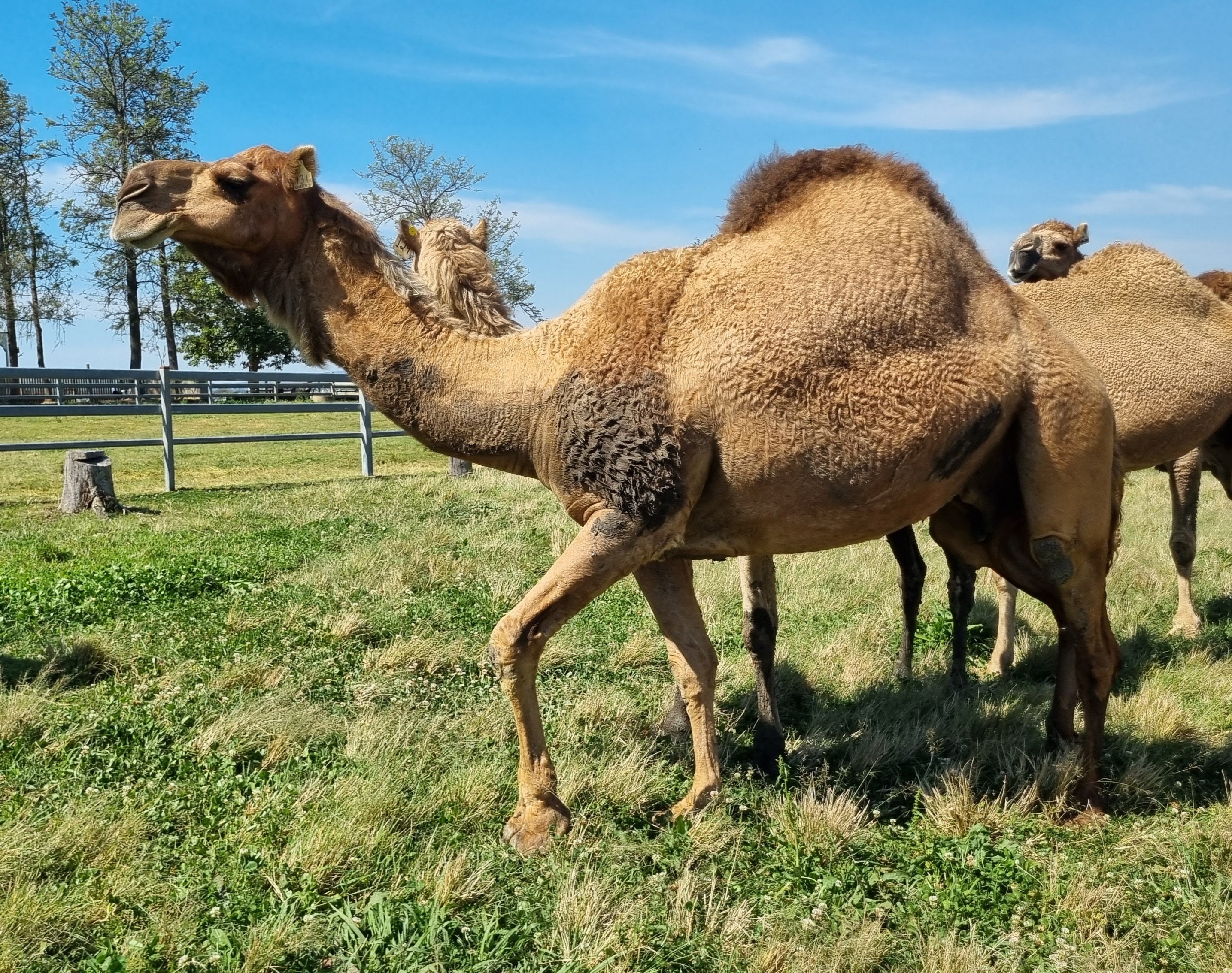 * Cheeky (131) - Summer Land Camels