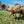 * Cheeky (131) - Summer Land Camels