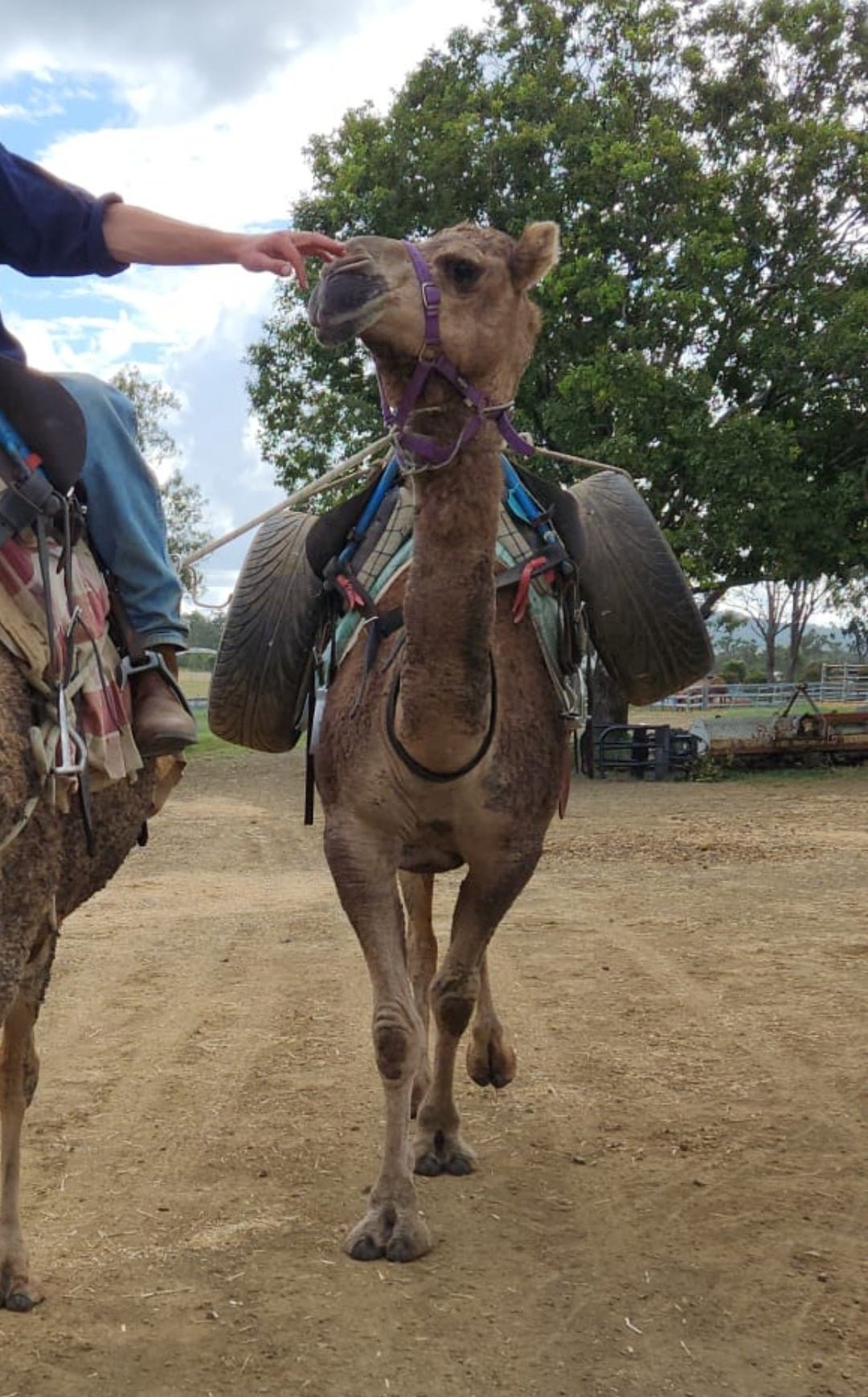 * Dawn (101) - Summer Land Camels