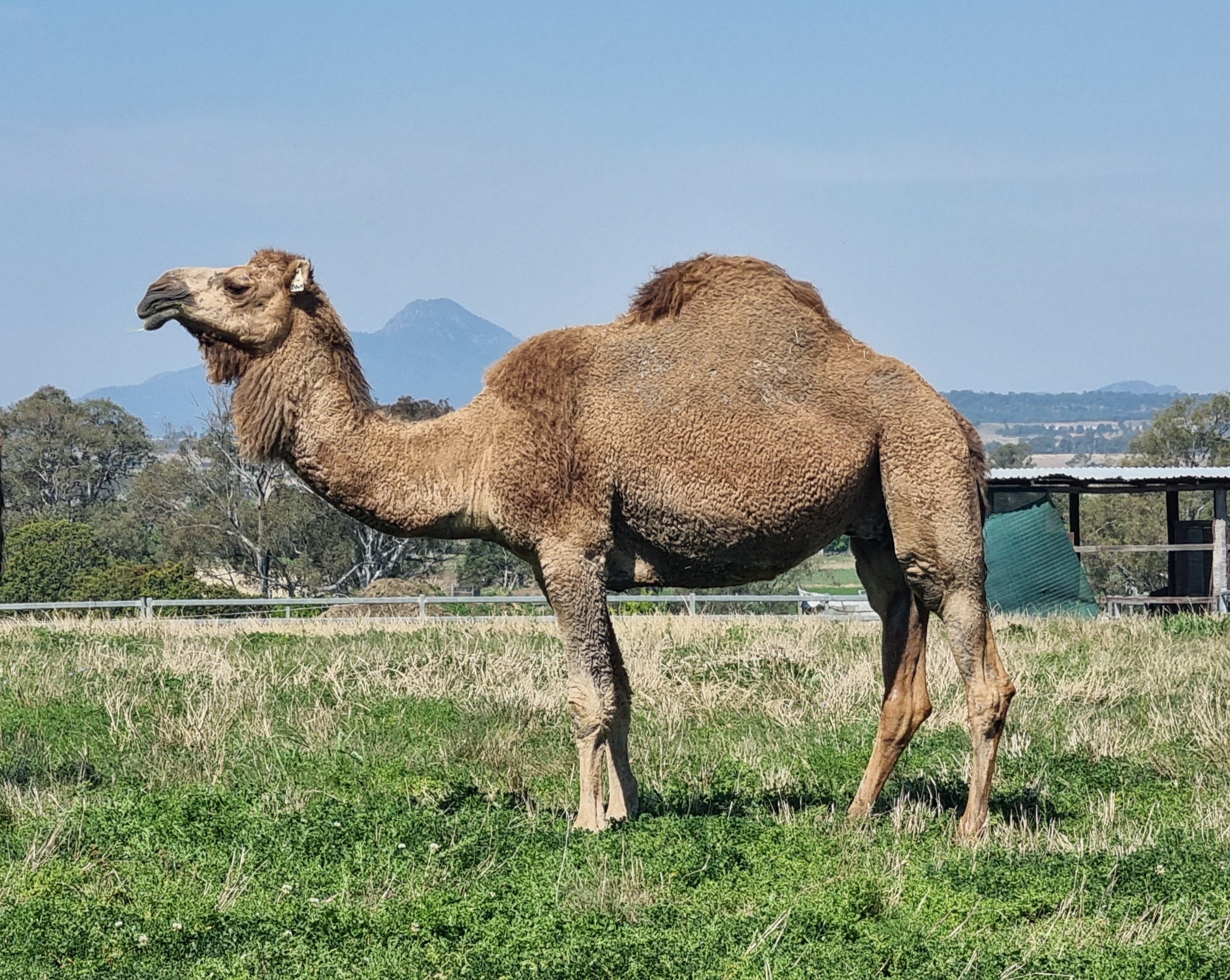 * Dawn (101) - Summer Land Camels