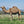 * Dawn (101) - Summer Land Camels
