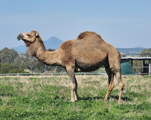 * Dawn (101) - Summer Land Camels