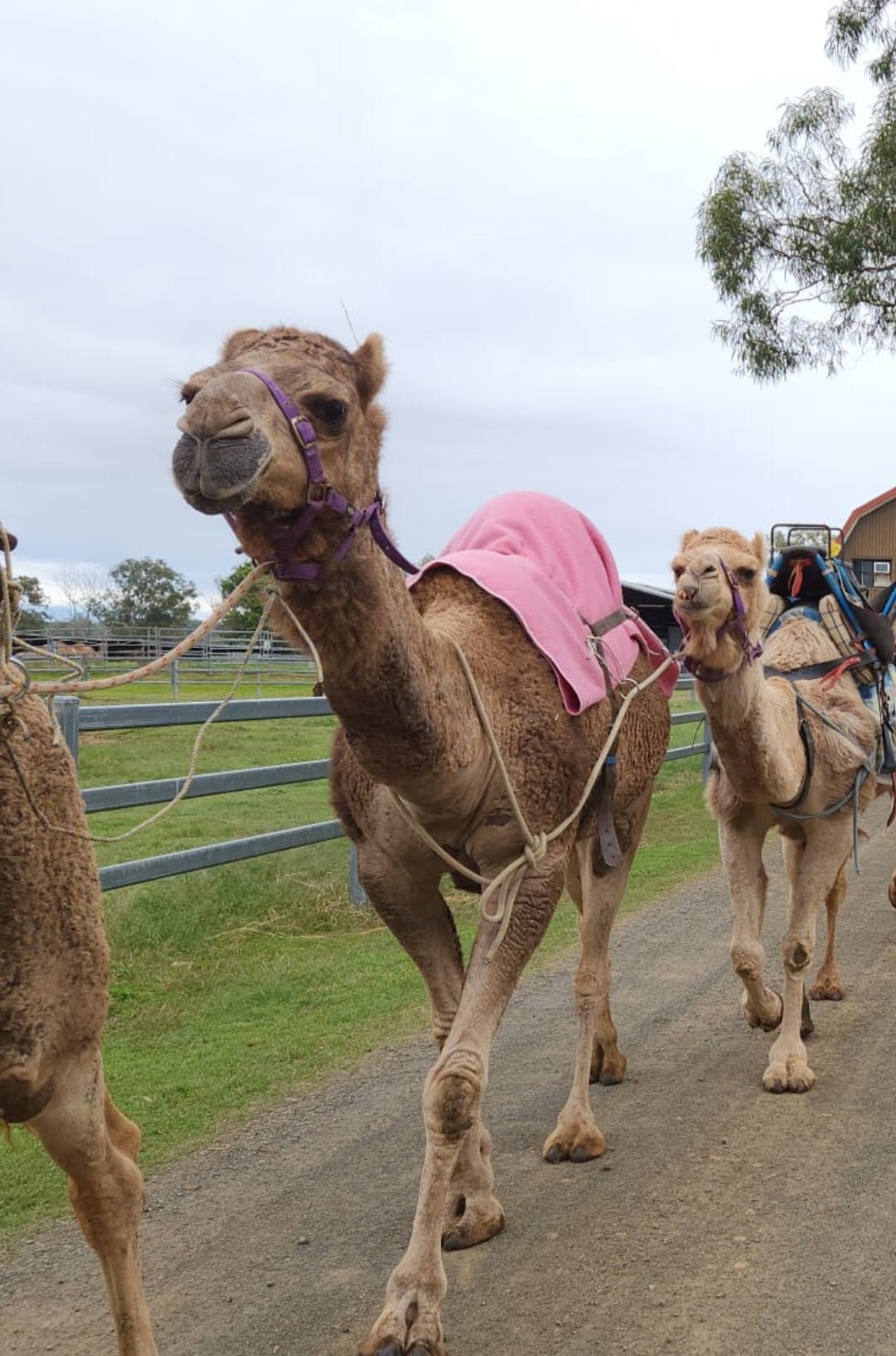 * Dawn (101) - Summer Land Camels