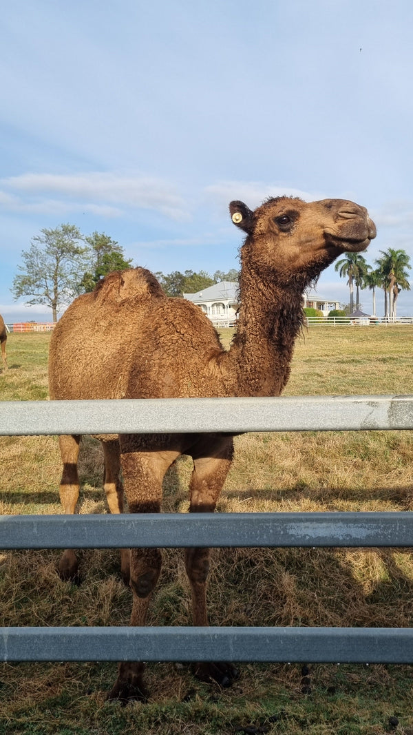 * Ernie (GRM23) - Summer Land Camels