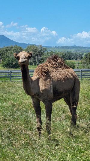 Female (BKF5) SOLD - Summer Land Camels