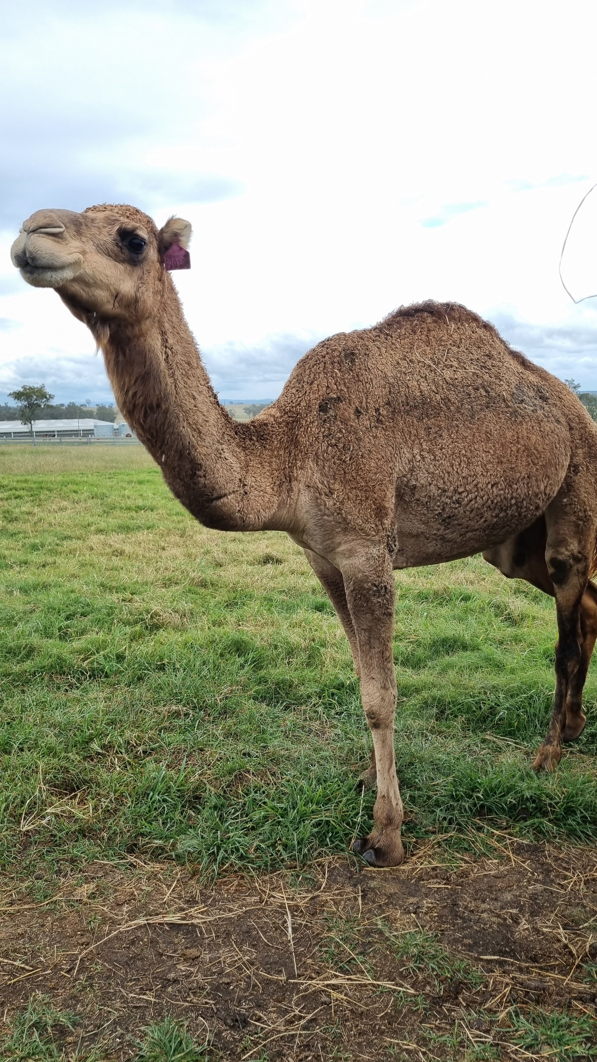 * Female F20106 - Summer Land Camels
