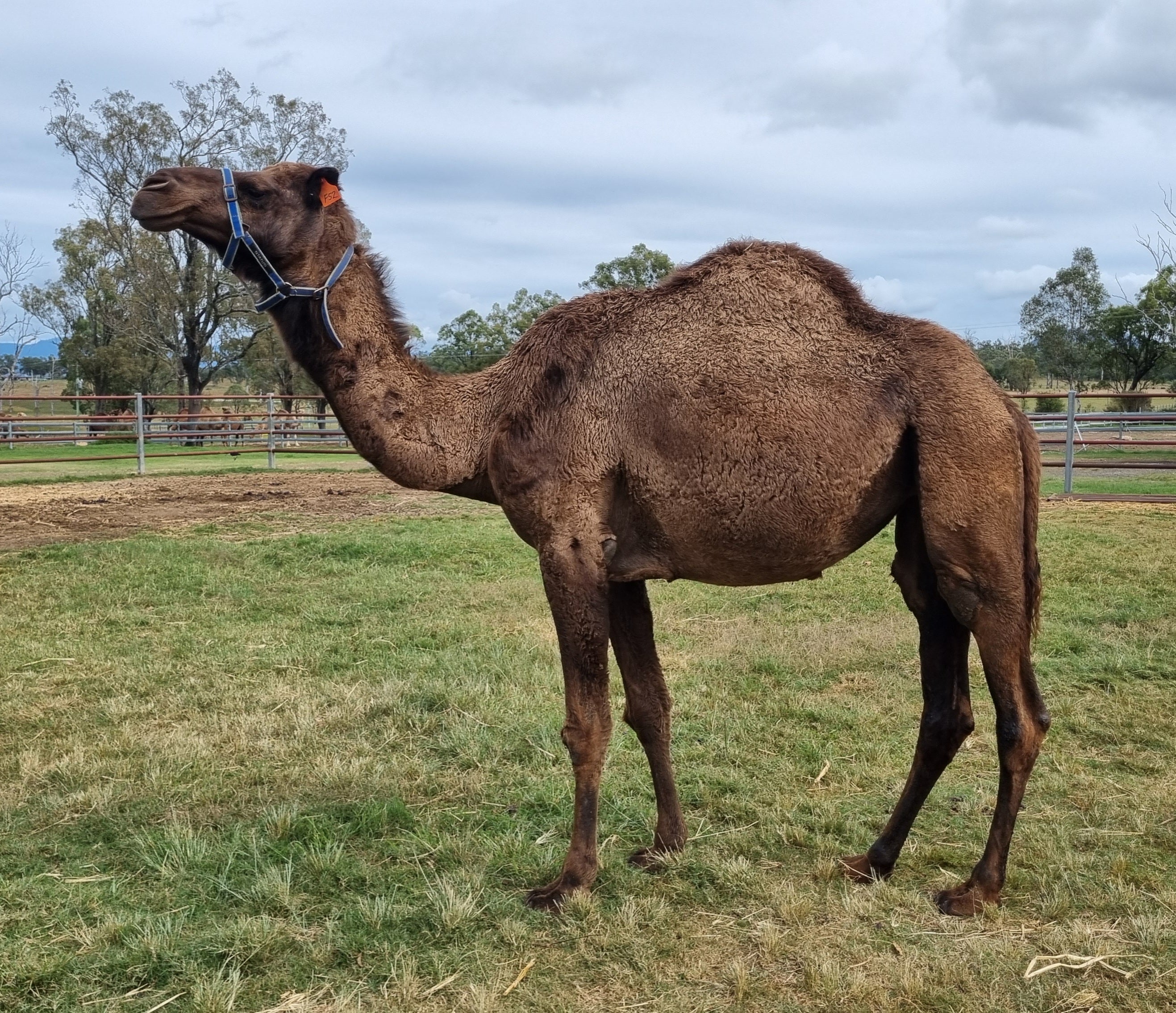 * Female OF52 - Summer Land Camels