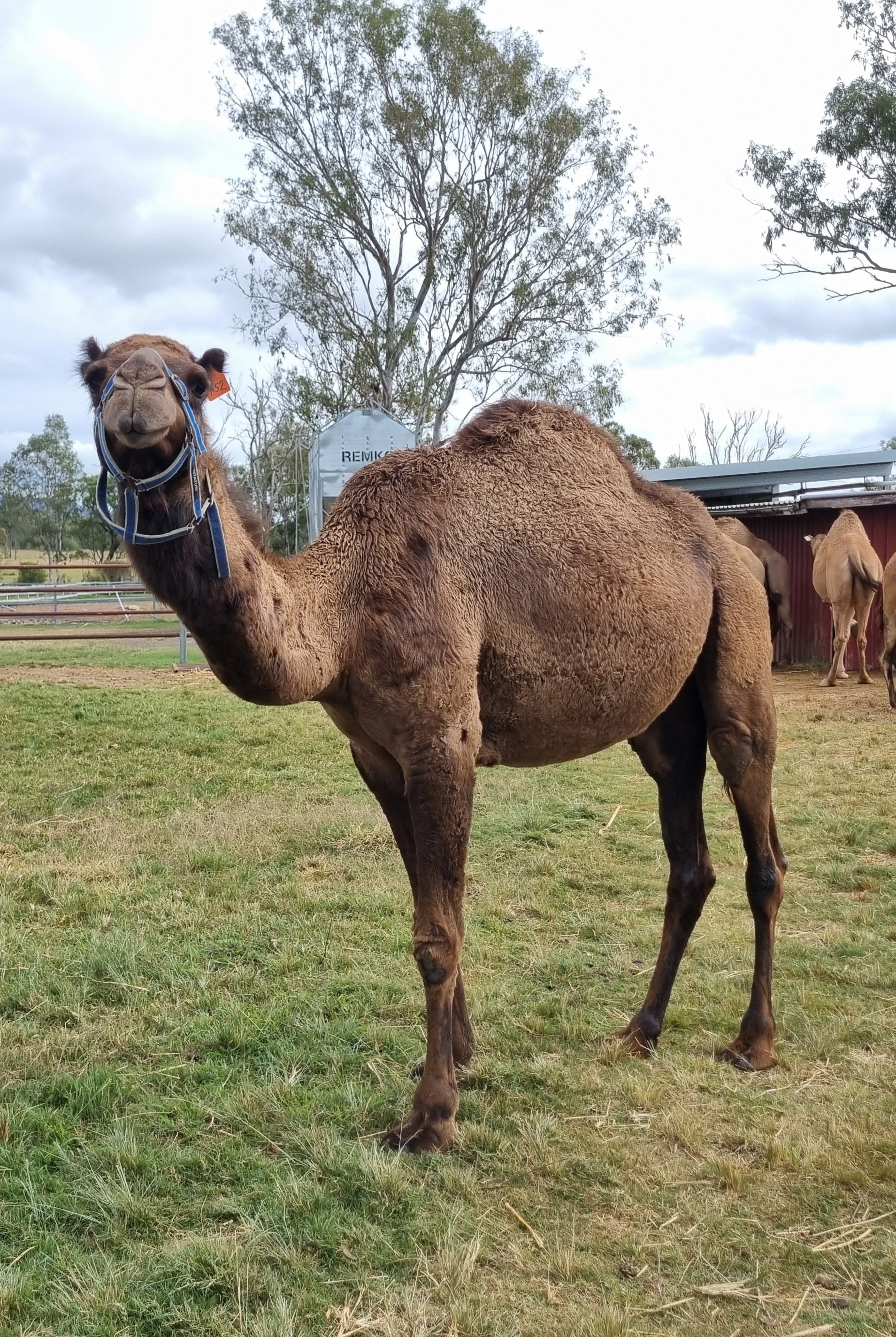 * Female OF52 - Summer Land Camels