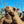 Female (PF16) SOLD - Summer Land Camels