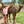 Female (PF16) SOLD - Summer Land Camels