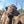 Female (PF16) SOLD - Summer Land Camels