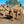 Female (PF16) SOLD - Summer Land Camels