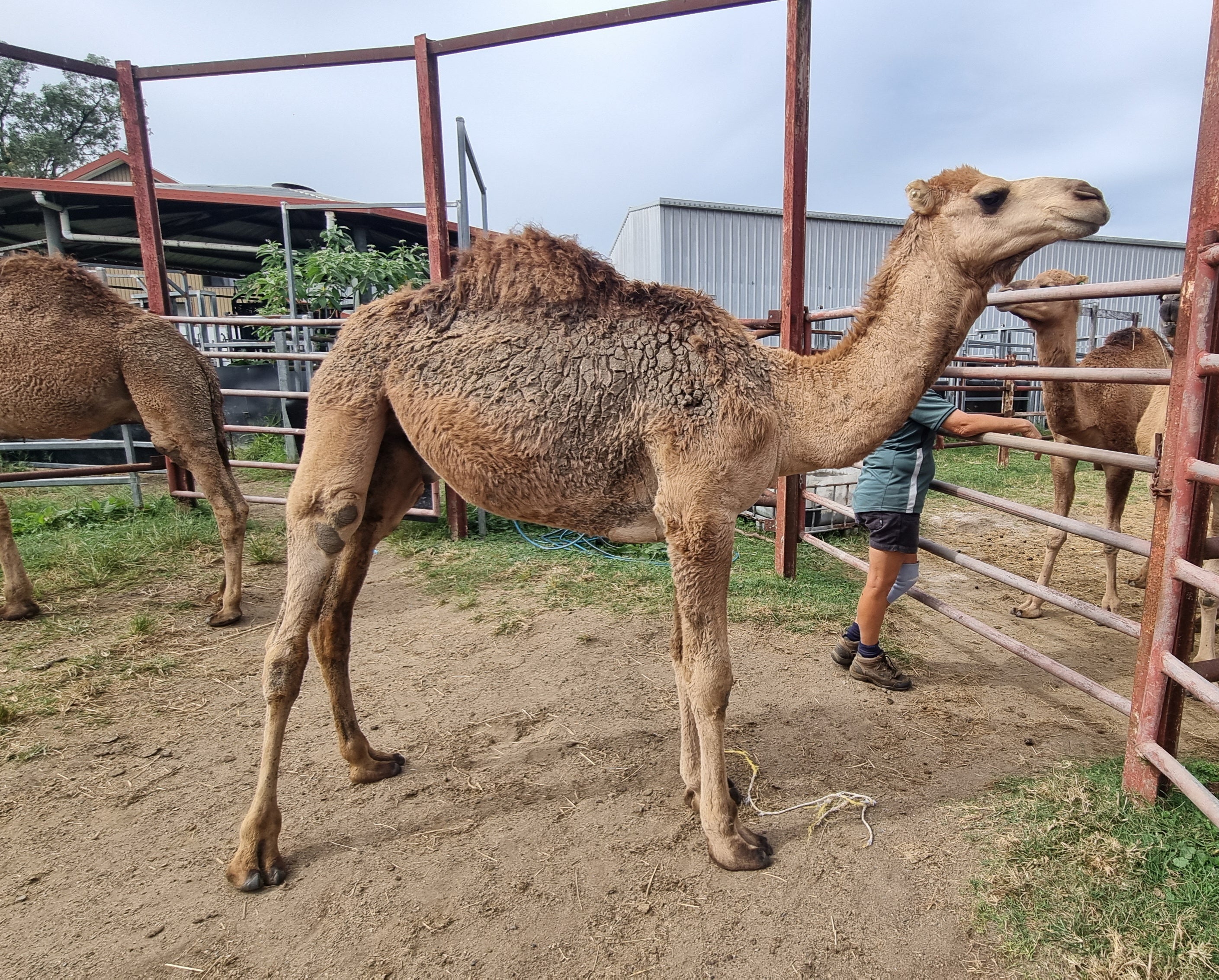* Flynn (GRM4) - Summer Land Camels
