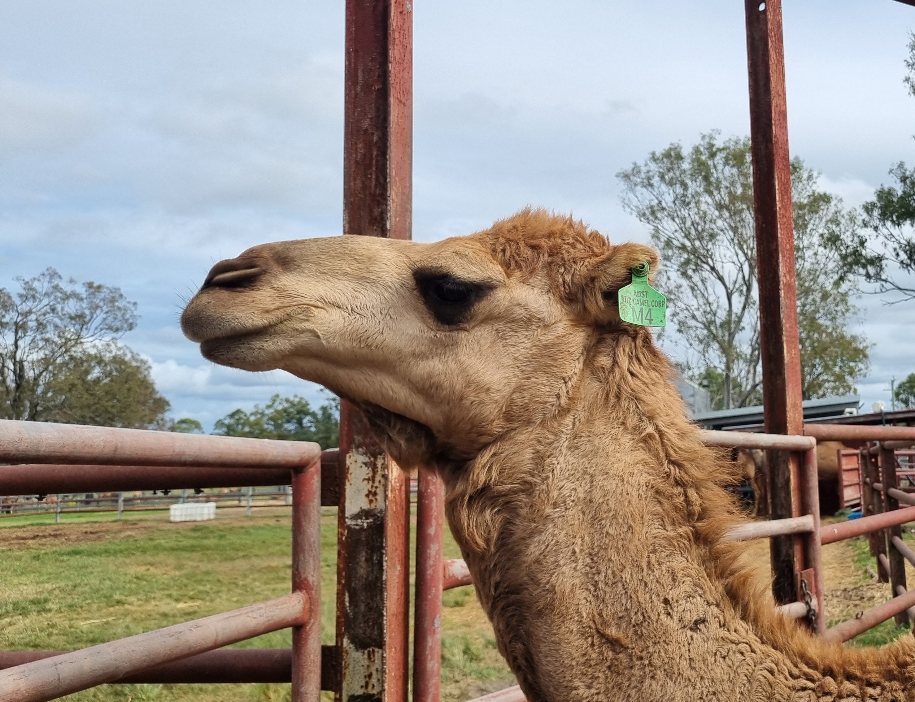 * Flynn (GRM4) - Summer Land Camels