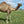James (YM12) SOLD - Summer Land Camels