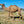 Logan (YM45) SOLD - Summer Land Camels