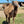 Logan (YM45) SOLD - Summer Land Camels
