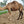 Marley (230) SOLD - Summer Land Camels