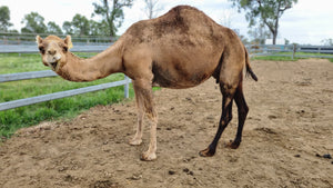 Marley (230) SOLD - Summer Land Camels