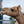Marley (230) SOLD - Summer Land Camels