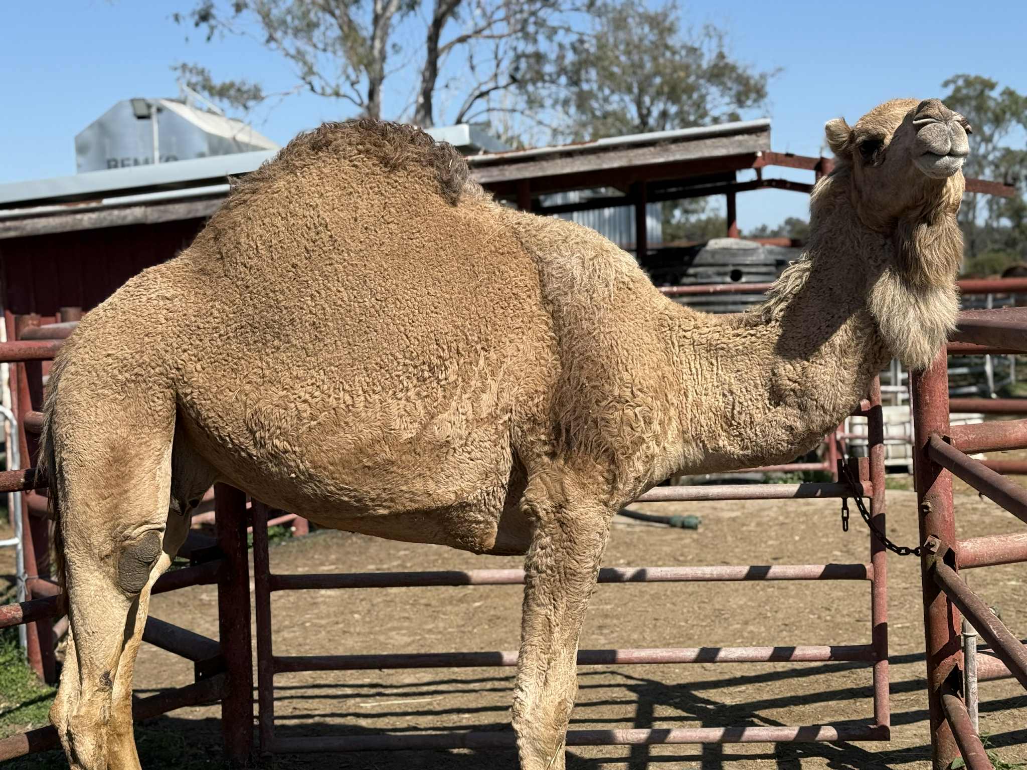 * Mary Kate (82) - Summer Land Camels