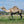 * Mrs Camel (129) - Summer Land Camels