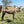* Mrs Camel (129) - Summer Land Camels