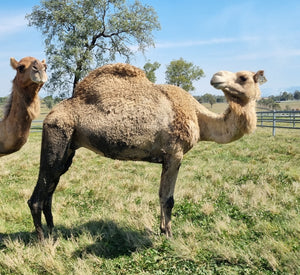 * Mrs Camel (129) - Summer Land Camels