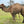 * Peggy (OF21) - Summer Land Camels