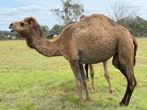* Peggy (OF21) - Summer Land Camels