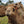* Peggy (OF21) - Summer Land Camels