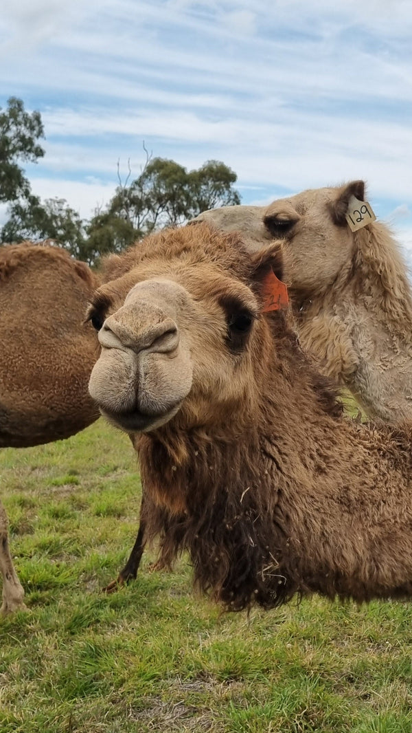 * Peggy (OF21) - Summer Land Camels