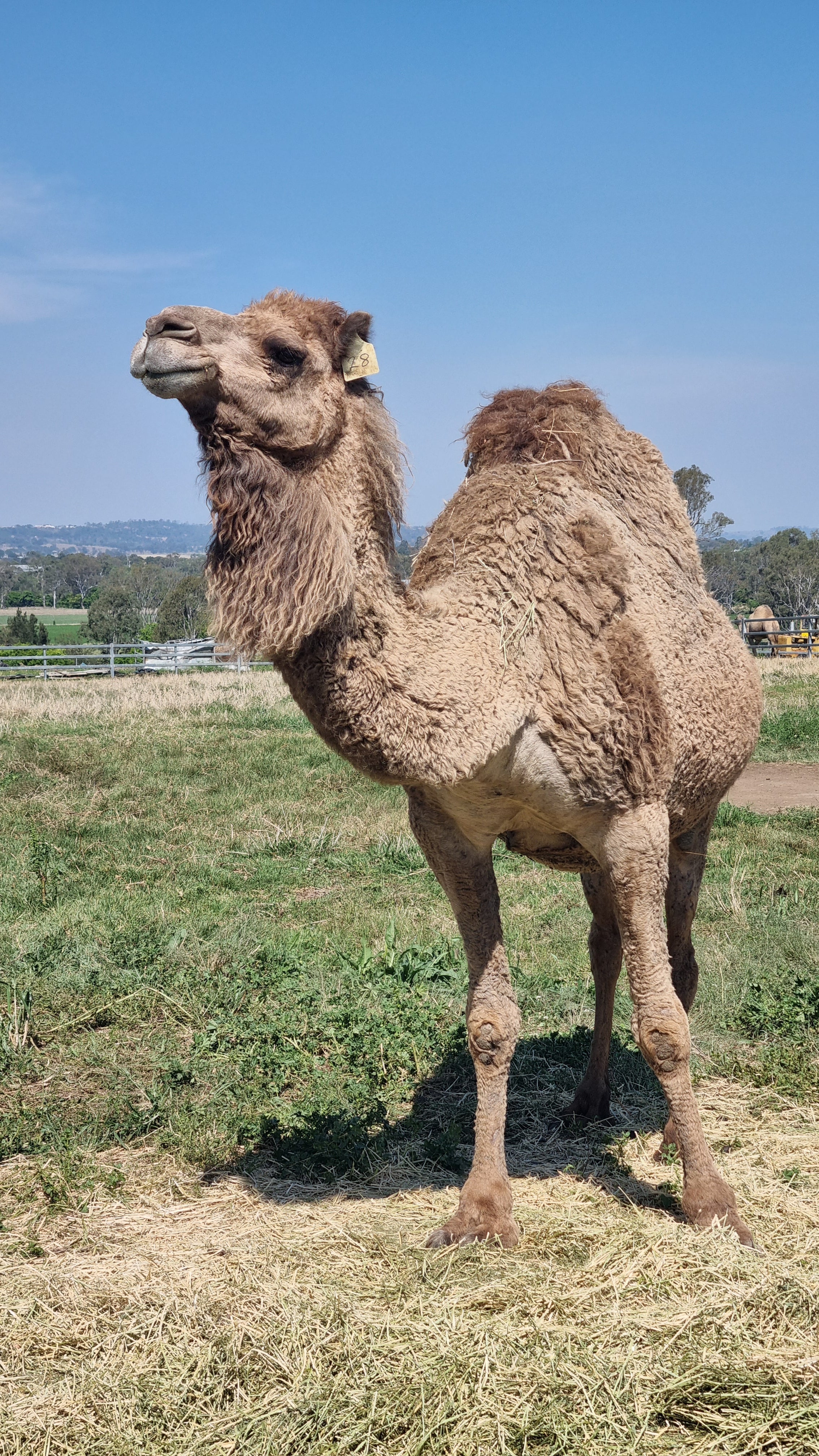 * Rags (28) - Summer Land Camels