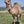* Rags (28) - Summer Land Camels