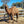 Riley Jnr (GRM5) SOLD - Summer Land Camels