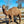 Riley Jnr (GRM5) SOLD - Summer Land Camels