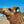 Riley Jnr (GRM5) SOLD - Summer Land Camels