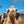 * Sabrina (GRF38) - Summer Land Camels