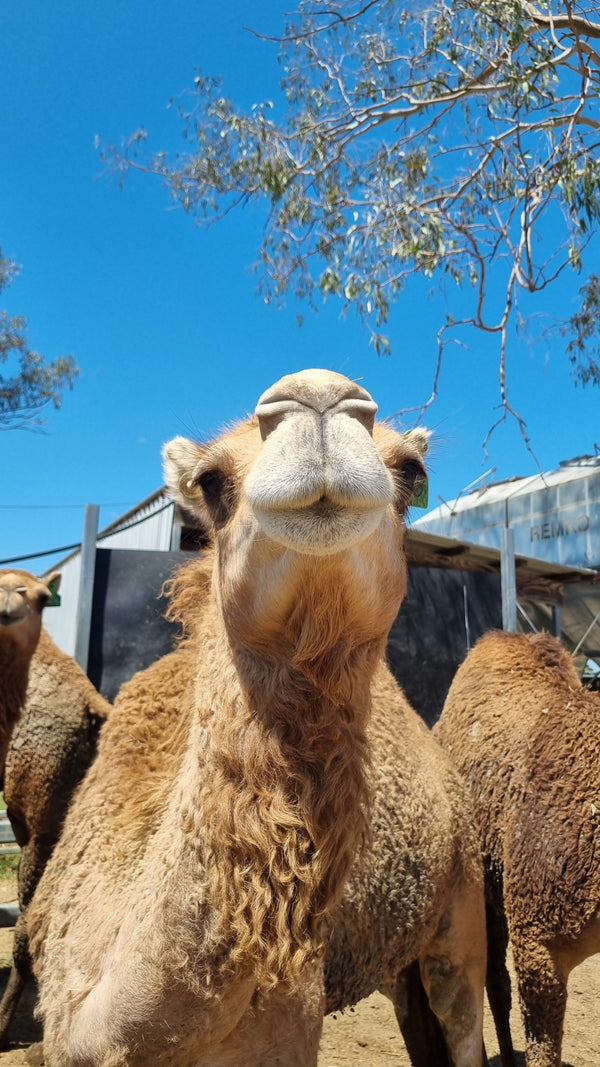 * Sabrina (GRF38) - Summer Land Camels