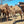 * Sabrina (GRF38) - Summer Land Camels