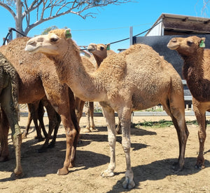 * Sabrina (GRF38) - Summer Land Camels
