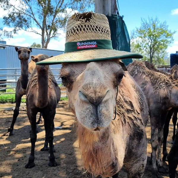 * Sabrina (GRF38) - Summer Land Camels