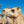 Scarlett (24) SOLD - Summer Land Camels