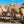 Scarlett (24) SOLD - Summer Land Camels